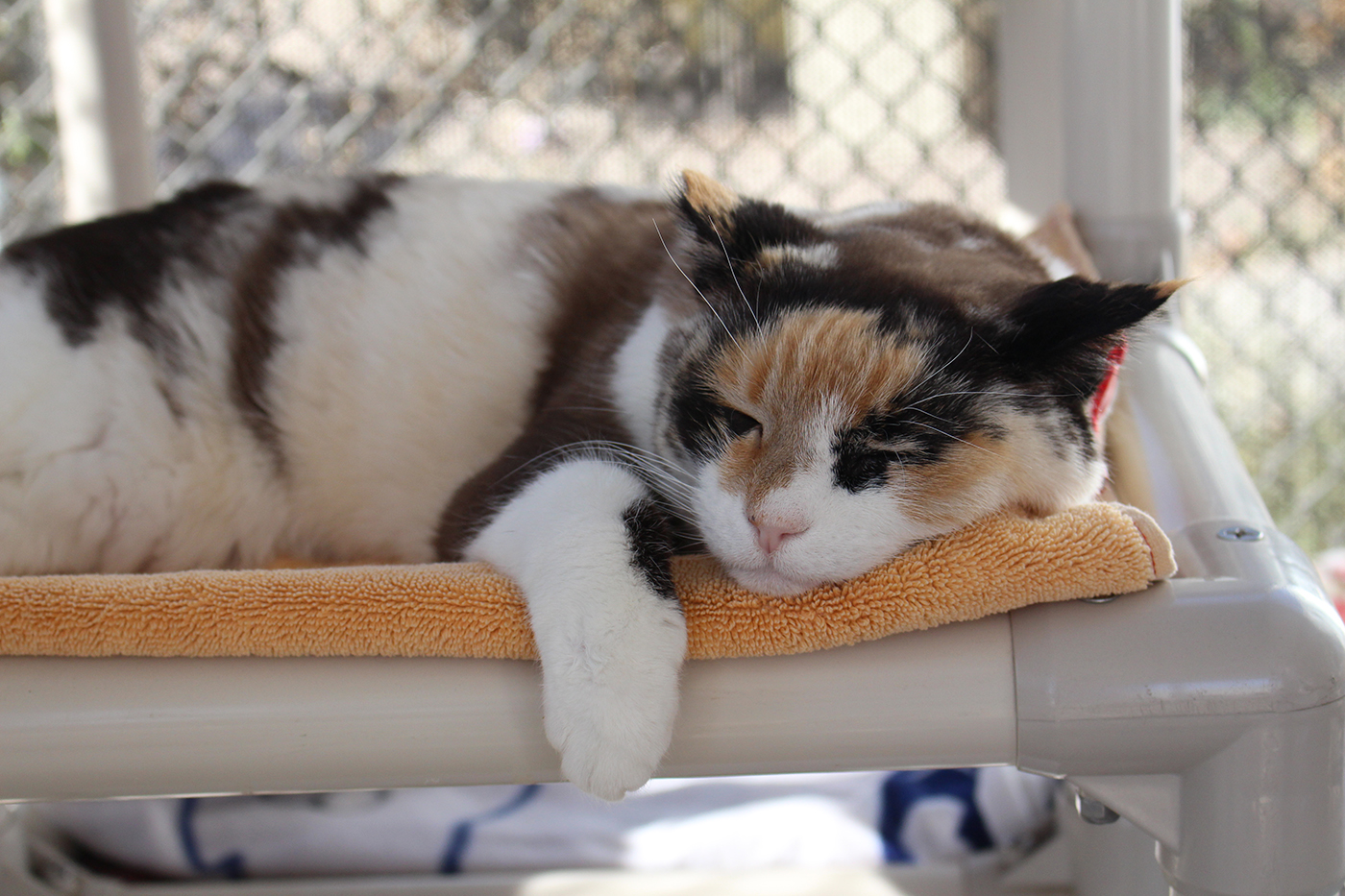 The Cal Poly Cat Program has helped find homes for more than 3,000 cats