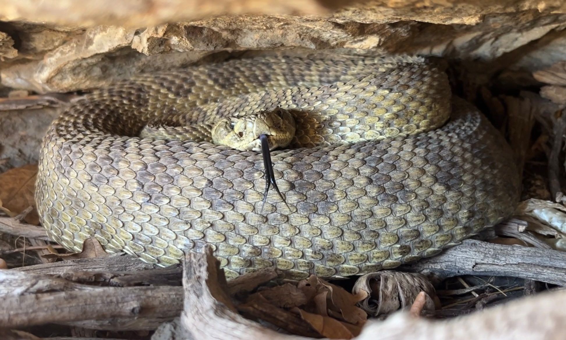 Cal Poly students spearhead ‘Project RattleCam’ to reverse rattlesnakes ...