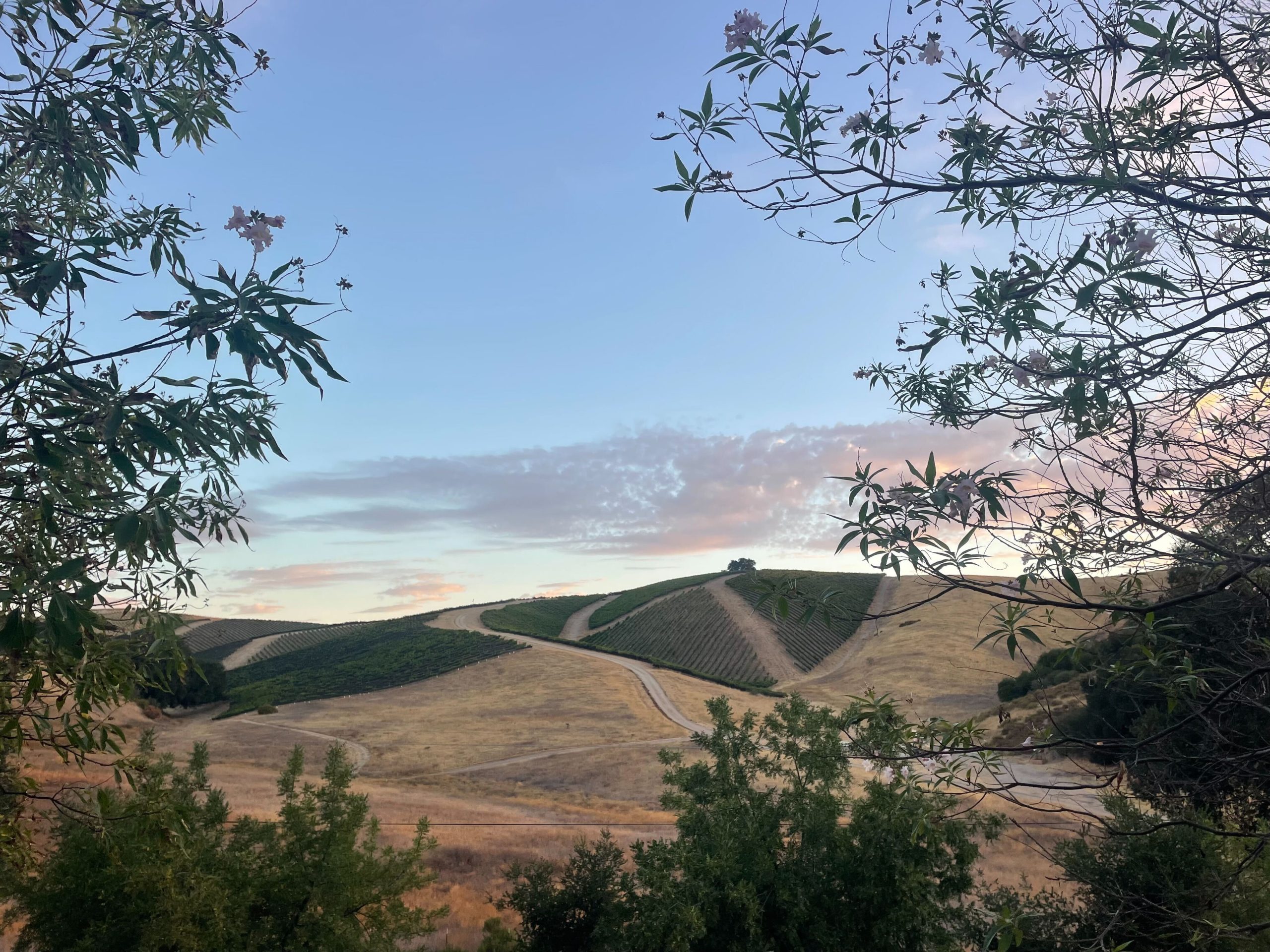 Changing drinking habits of Gen Z challenge wine industry