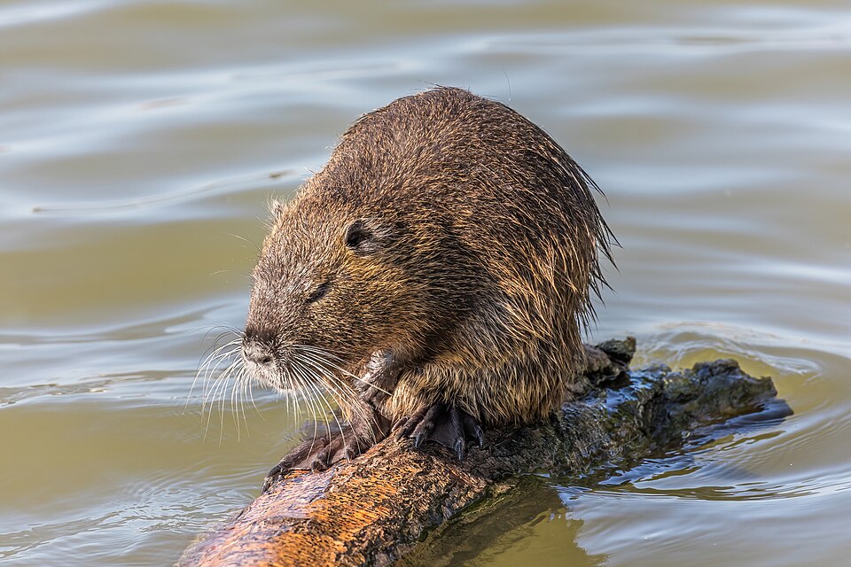 California battles invasive nutria with thousands removed from waterways