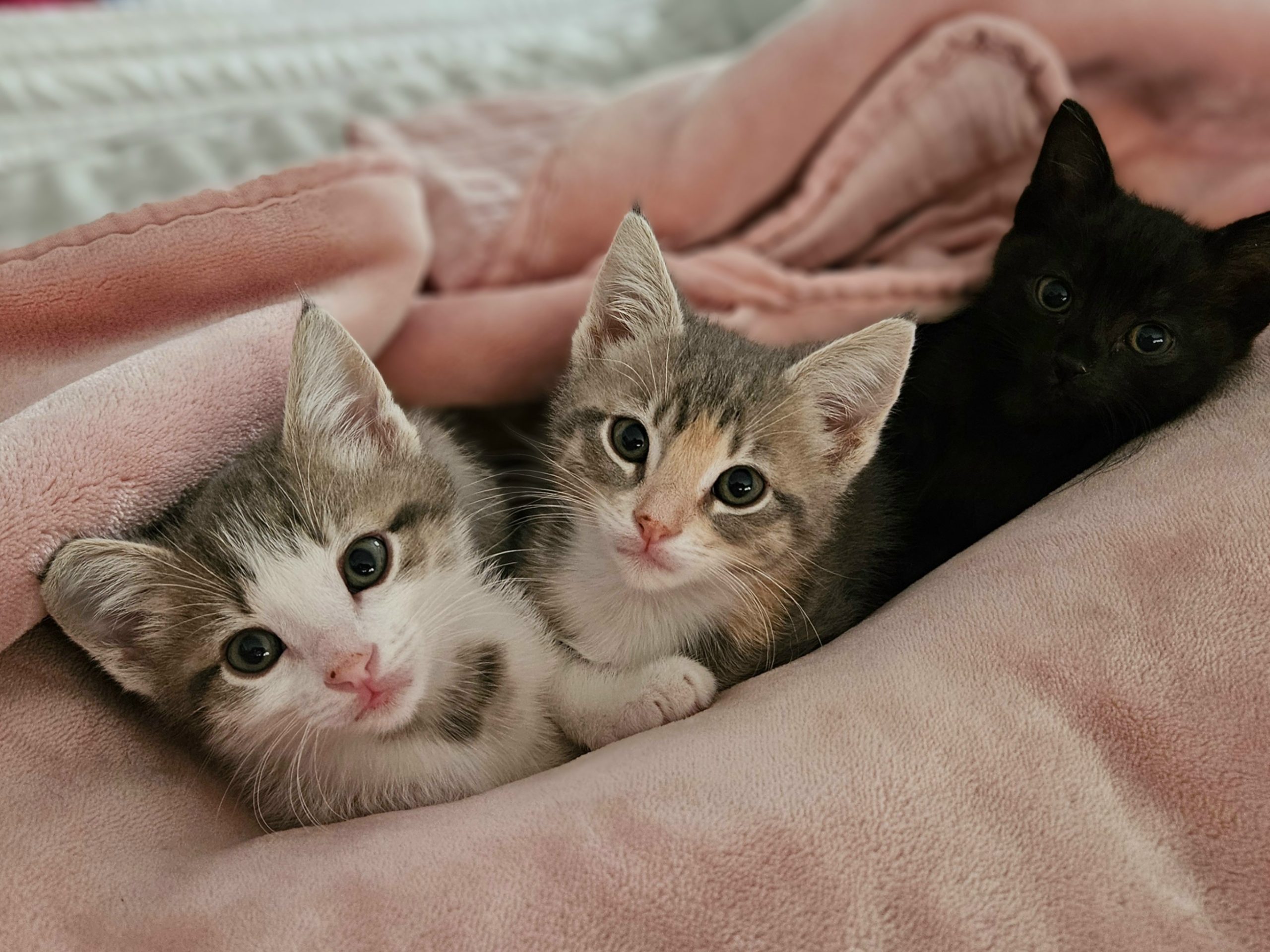 Woods Humane Society Launches 2027 Pets of the Year Contest